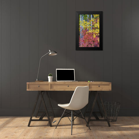 USA- Washington State. Aspens and wild dogwood in fall color near Winthrop Black Modern Wood Framed Art Print by Gulin, Darrell