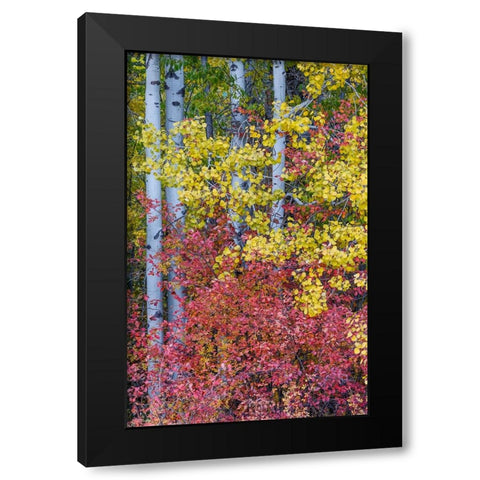 USA- Washington State. Aspens and wild dogwood in fall color near Winthrop Black Modern Wood Framed Art Print by Gulin, Darrell