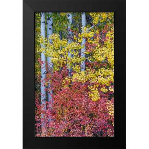 USA- Washington State. Aspens and wild dogwood in fall color near Winthrop Black Modern Wood Framed Art Print by Gulin, Darrell