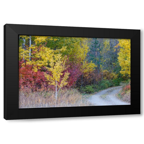 USA- Washington State. Aspens and wild dogwood in fall color near Winthrop and curved grave roadway Black Modern Wood Framed Art Print with Double Matting by Gulin, Darrell
