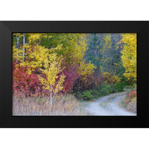 USA- Washington State. Aspens and wild dogwood in fall color near Winthrop and curved grave roadway Black Modern Wood Framed Art Print by Gulin, Darrell