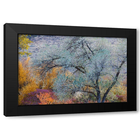USA- Washington State. Fall color around Pearrygin Lake State Park near Winthrop. Black Modern Wood Framed Art Print by Gulin, Darrell