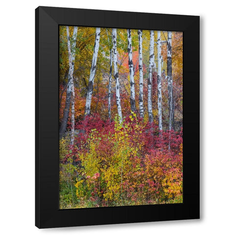 USA- Washington State. Aspens and wild dogwood in fall color near Winthrop Black Modern Wood Framed Art Print with Double Matting by Gulin, Darrell