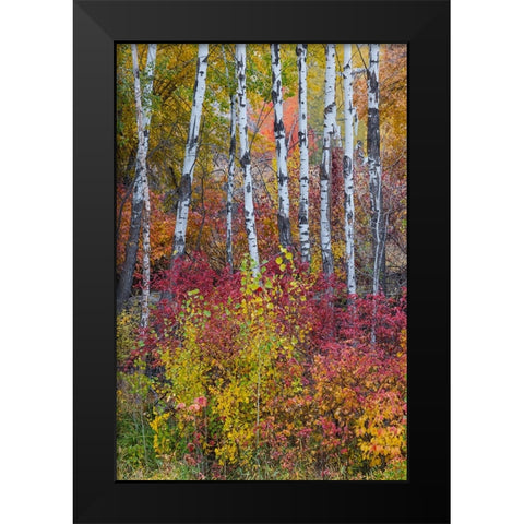 USA- Washington State. Aspens and wild dogwood in fall color near Winthrop Black Modern Wood Framed Art Print by Gulin, Darrell