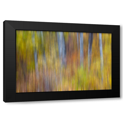 USA- Washington State. Cottonwoods in fall color near Winthrop Black Modern Wood Framed Art Print with Double Matting by Gulin, Darrell