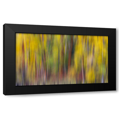 USA- Washington State- Cle Elum. Cottonwoods in autumn along the Yakima River Black Modern Wood Framed Art Print by Gulin, Darrell