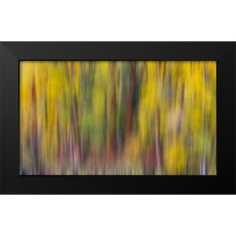 USA- Washington State- Cle Elum. Cottonwoods in autumn along the Yakima River Black Modern Wood Framed Art Print by Gulin, Darrell