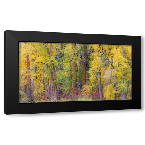 USA- Washington State- Cle Elum. Cottonwoods in autumn along the Yakima River Black Modern Wood Framed Art Print by Gulin, Darrell