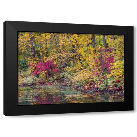 USA- Washington State- small pond near Easton surrounded by fall colored trees Black Modern Wood Framed Art Print by Gulin, Darrell