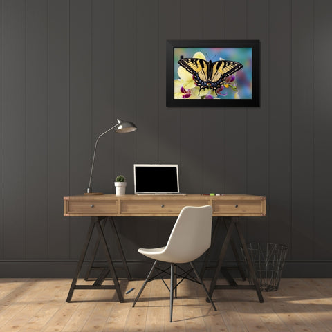USA- Washington State- Sammamish. Eastern tiger swallowtail butterfly on Orchid Black Modern Wood Framed Art Print by Gulin, Darrell