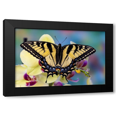 USA- Washington State- Sammamish. Eastern tiger swallowtail butterfly on Orchid Black Modern Wood Framed Art Print by Gulin, Darrell