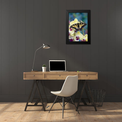 USA- Washington State- Sammamish. Eastern tiger swallowtail butterfly on Orchid Black Modern Wood Framed Art Print by Gulin, Darrell
