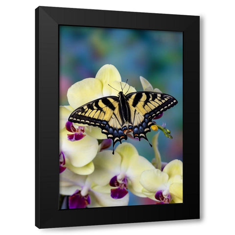 USA- Washington State- Sammamish. Eastern tiger swallowtail butterfly on Orchid Black Modern Wood Framed Art Print by Gulin, Darrell