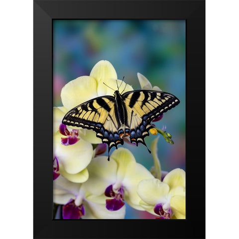 USA- Washington State- Sammamish. Eastern tiger swallowtail butterfly on Orchid Black Modern Wood Framed Art Print by Gulin, Darrell