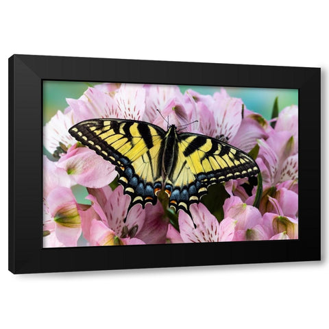USA- Washington State- Sammamish. Eastern tiger swallowtail butterfly on Peruvian lily Black Modern Wood Framed Art Print by Gulin, Darrell