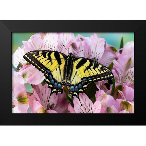 USA- Washington State- Sammamish. Eastern tiger swallowtail butterfly on Peruvian lily Black Modern Wood Framed Art Print by Gulin, Darrell