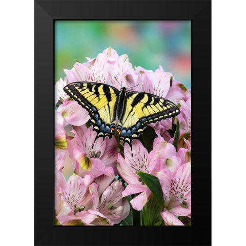 USA- Washington State- Sammamish. Eastern tiger swallowtail butterfly on Peruvian lily Black Modern Wood Framed Art Print by Gulin, Darrell