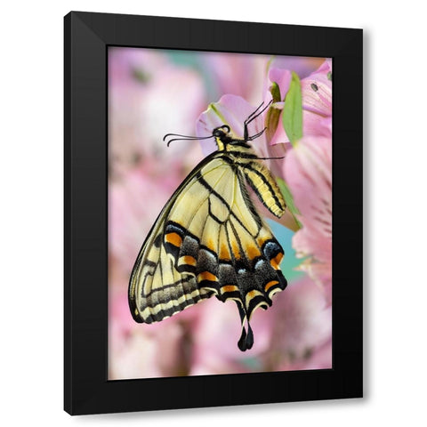USA- Washington State- Sammamish. Eastern tiger swallowtail butterfly on Peruvian lily Black Modern Wood Framed Art Print by Gulin, Darrell