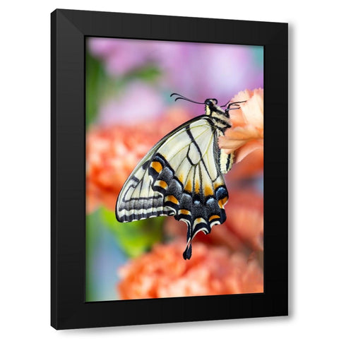 USA- Washington State- Sammamish. Eastern tiger swallowtail butterfly resting on orange carnation Black Modern Wood Framed Art Print with Double Matting by Gulin, Darrell