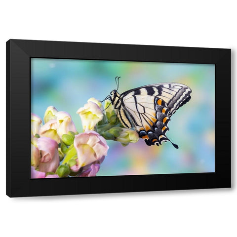 USA- Washington State- Sammamish. Eastern tiger swallowtail butterfly on Snapdragon Black Modern Wood Framed Art Print with Double Matting by Gulin, Darrell