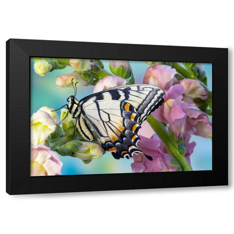 USA- Washington State- Sammamish. Eastern tiger swallowtail butterfly on Snapdragon Black Modern Wood Framed Art Print by Gulin, Darrell