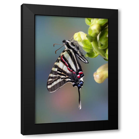 USA- Washington State- Sammamish. Zebra swallowtail butterfly on Snapdragon Black Modern Wood Framed Art Print with Double Matting by Gulin, Darrell