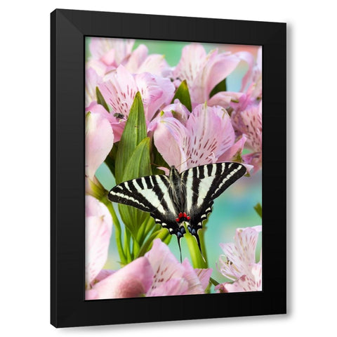 USA- Washington State- Sammamish. Zebra swallowtail butterfly on pink Peruvian lily Black Modern Wood Framed Art Print by Gulin, Darrell