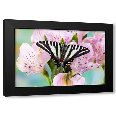 USA- Washington State- Sammamish. Zebra swallowtail butterfly on pink Peruvian lily Black Modern Wood Framed Art Print by Gulin, Darrell