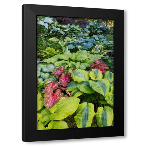 USA- Washington State- Sammamish. shade garden with Caladiums- Hosta. Black Modern Wood Framed Art Print with Double Matting by Gulin, Darrell
