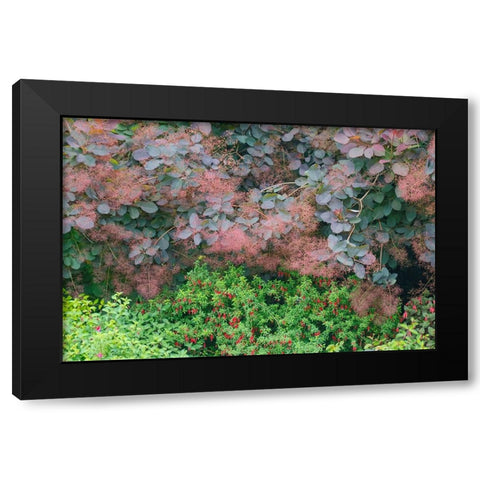 USA- Washington State. Bellevue Botanical garden smoke bush and fuchsia in bloom Black Modern Wood Framed Art Print with Double Matting by Gulin, Darrell