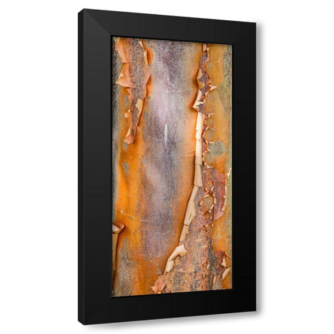 USA- Washington State. Bellevue Botanical garden and tree bark Black Modern Wood Framed Art Print with Double Matting by Gulin, Darrell