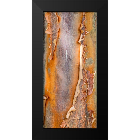 USA- Washington State. Bellevue Botanical garden and tree bark Black Modern Wood Framed Art Print by Gulin, Darrell