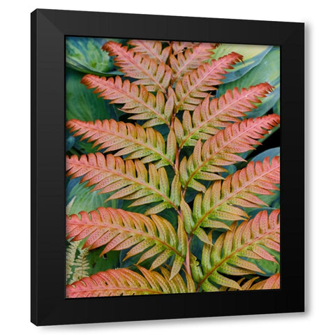 USA- Washington State. Bellevue Botanical garden Black Modern Wood Framed Art Print by Gulin, Darrell