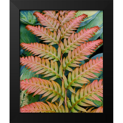 USA- Washington State. Bellevue Botanical garden Black Modern Wood Framed Art Print by Gulin, Darrell