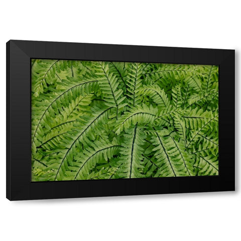 USA- Washington State. Bellevue Botanical garden Black Modern Wood Framed Art Print with Double Matting by Gulin, Darrell