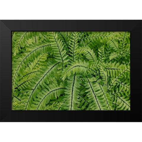 USA- Washington State. Bellevue Botanical garden Black Modern Wood Framed Art Print by Gulin, Darrell
