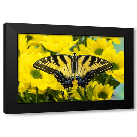 USA- Washington State- Sammamish. Eastern tiger swallowtail butterfly Black Modern Wood Framed Art Print with Double Matting by Gulin, Darrell