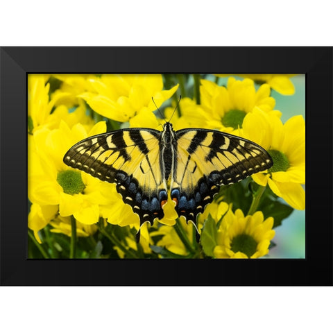 USA- Washington State- Sammamish. Eastern tiger swallowtail butterfly Black Modern Wood Framed Art Print by Gulin, Darrell