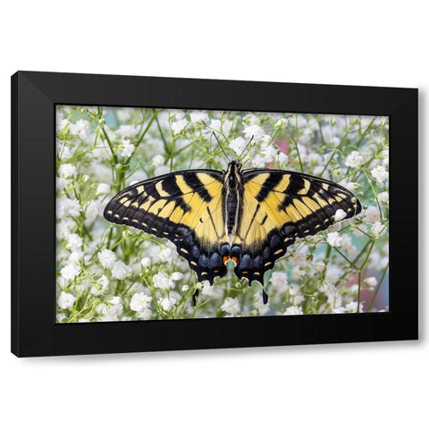 USA- Washington State- Sammamish. Eastern tiger swallowtail butterfly Black Modern Wood Framed Art Print with Double Matting by Gulin, Darrell