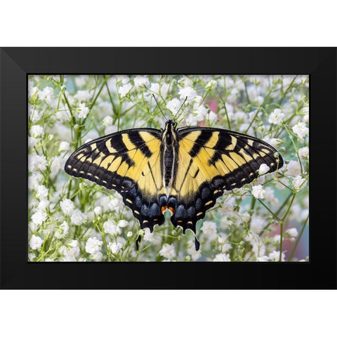 USA- Washington State- Sammamish. Eastern tiger swallowtail butterfly Black Modern Wood Framed Art Print by Gulin, Darrell