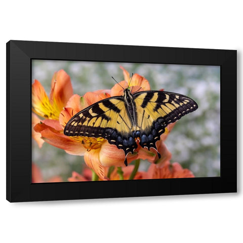 USA- Washington State- Sammamish. Eastern tiger swallowtail butterfly Black Modern Wood Framed Art Print by Gulin, Darrell