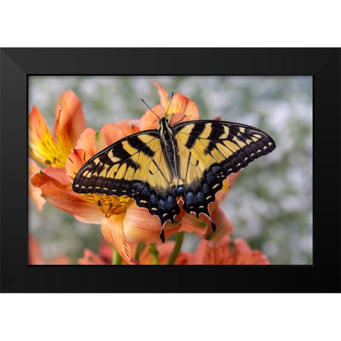 USA- Washington State- Sammamish. Eastern tiger swallowtail butterfly Black Modern Wood Framed Art Print by Gulin, Darrell