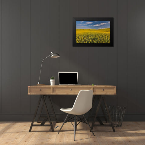 USA- Washington State- Palouse. Springtime landscape and Canola fields Black Modern Wood Framed Art Print by Gulin, Darrell