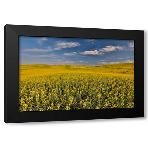 USA- Washington State- Palouse. Springtime landscape and Canola fields Black Modern Wood Framed Art Print by Gulin, Darrell