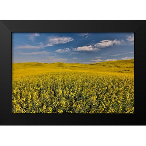 USA- Washington State- Palouse. Springtime landscape and Canola fields Black Modern Wood Framed Art Print by Gulin, Darrell