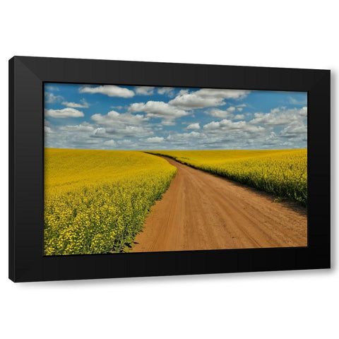USA- Washington State- Palouse. Springtime landscape dirt roadway and Canola fields Black Modern Wood Framed Art Print with Double Matting by Gulin, Darrell
