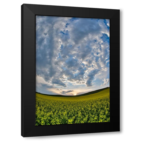 USA- Washington State- Palouse. Springtime landscape and Canola fields Black Modern Wood Framed Art Print by Gulin, Darrell