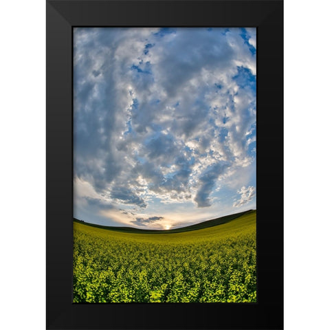 USA- Washington State- Palouse. Springtime landscape and Canola fields Black Modern Wood Framed Art Print by Gulin, Darrell
