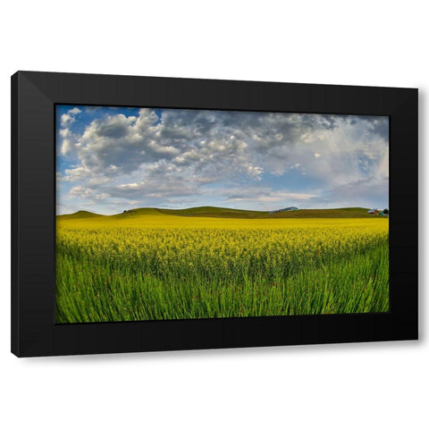 USA- Washington State- Palouse. Springtime landscape and Canola fields Black Modern Wood Framed Art Print by Gulin, Darrell