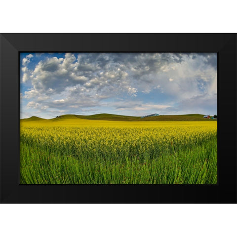 USA- Washington State- Palouse. Springtime landscape and Canola fields Black Modern Wood Framed Art Print by Gulin, Darrell